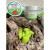 Изкуствена мида JELLY Shell Garlic (чесън) Cr-2535 - Cralusso